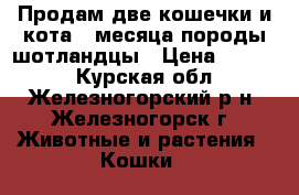 Продам две кошечки и кота 3 месяца породы шотландцы › Цена ­ 1 000 - Курская обл., Железногорский р-н, Железногорск г. Животные и растения » Кошки   